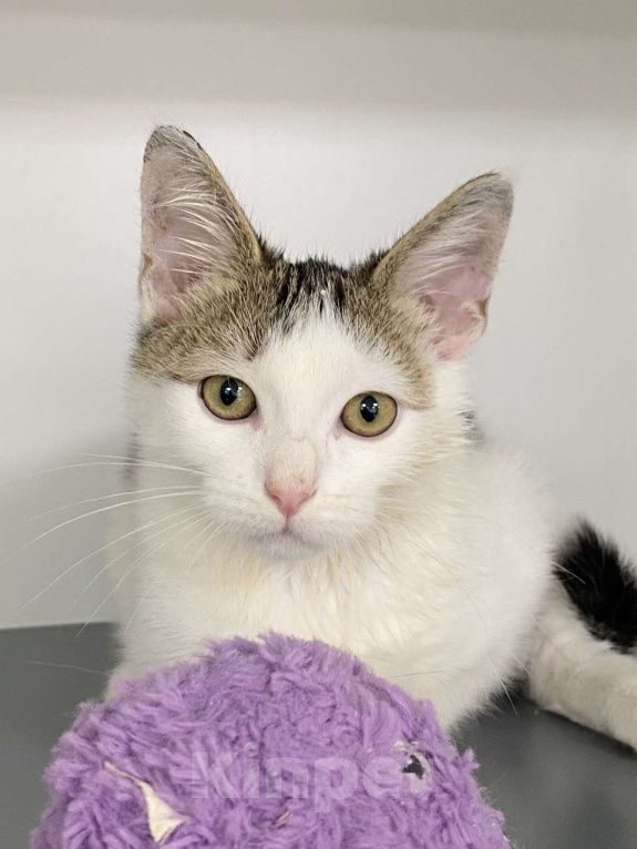 Кошки в Москве: Котенок-подросток в шапочке в добрые руки Мальчик, Бесплатно - фото 2