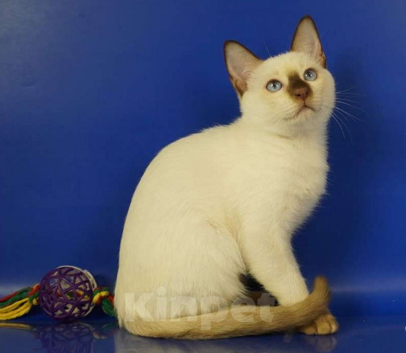 Кошки в Москве: Louis Gamlet Мальчик, 60 000 руб. - фото 5