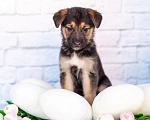 Собаки в Химках: Нюша и Плюша 🎀🎀 Девочка, Бесплатно - фото 1