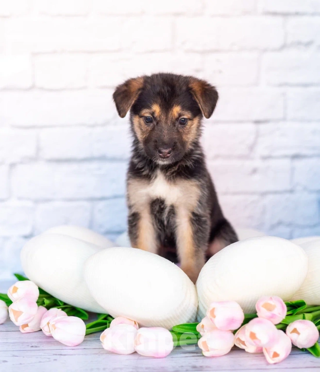 Собаки в Химках: Нюша и Плюша 🎀🎀 Девочка, Бесплатно - фото 1