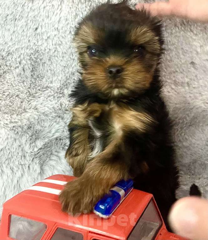 Собаки в Санкт-Петербурге: Мальчик в продаже  Мальчик, 70 000 руб. - фото 2