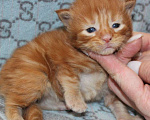 Кошки в Петропавловске-Камчатском: Котята в отличном типе Мальчик, 55 000 руб. - фото 4