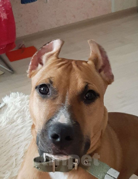 Собаки в Нефтеюганске: Отдам собаку в хорошие руки  Девочка, 10 руб. - фото 3