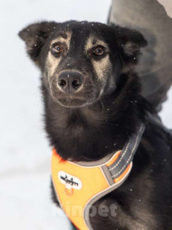 Собаки в Химках: Метис овчарки в поиске своего дома Мальчик, Бесплатно - фото 9
