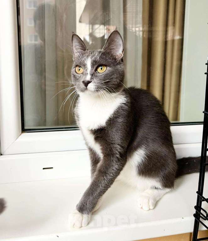 Кошки в Москве: Грациозная кошечка Мусико в добрые руки Девочка, Бесплатно - фото 6