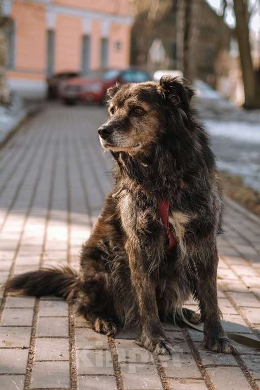 Собаки в Санкт-Петербурге: Карат из приюта в добрые руки Мальчик, Бесплатно - фото 5