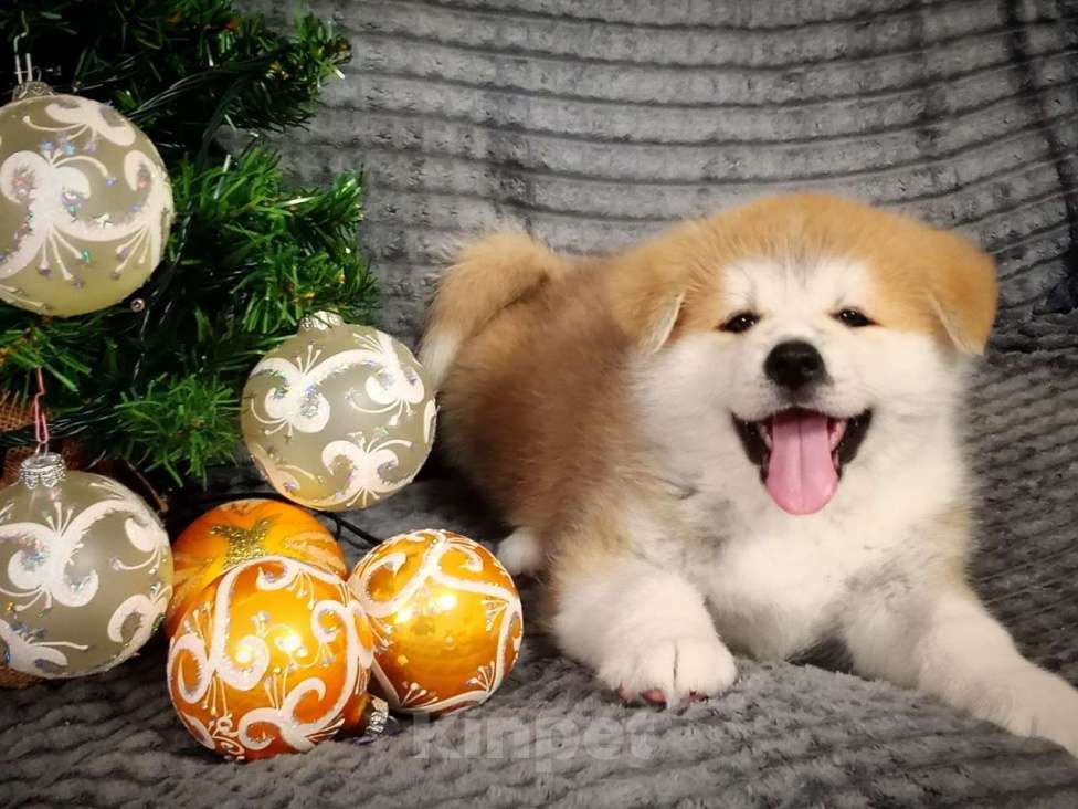 Собаки в Липецке: Акита мальчики Мальчик, Бесплатно - фото 6