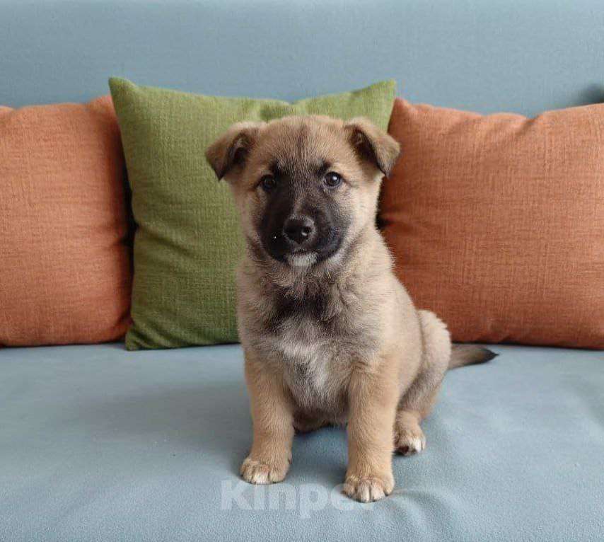 Собаки в Москве: Трогательные щеночки (2 мес.) срочно ищут дом Мальчик, Бесплатно - фото 7