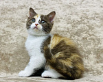 Кошки в Люберцах: Британский котенок Девочка, 70 000 руб. - фото 3