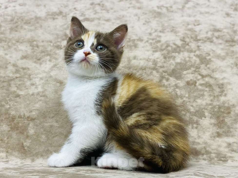 Кошки в Люберцах: Британский котенок Девочка, 50 000 руб. - фото 3