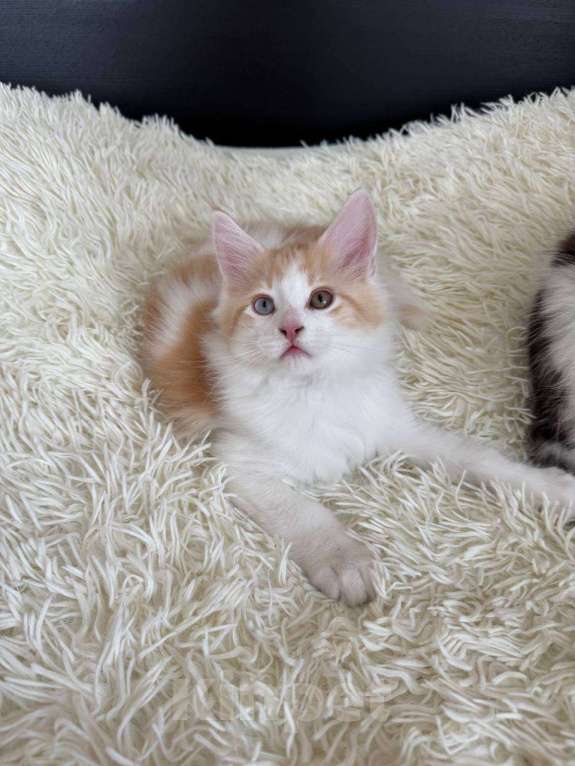 Кошки в Санкт-Петербурге: Рыжий котенок Мейн-Кун  Мальчик, 15 000 руб. - фото 4