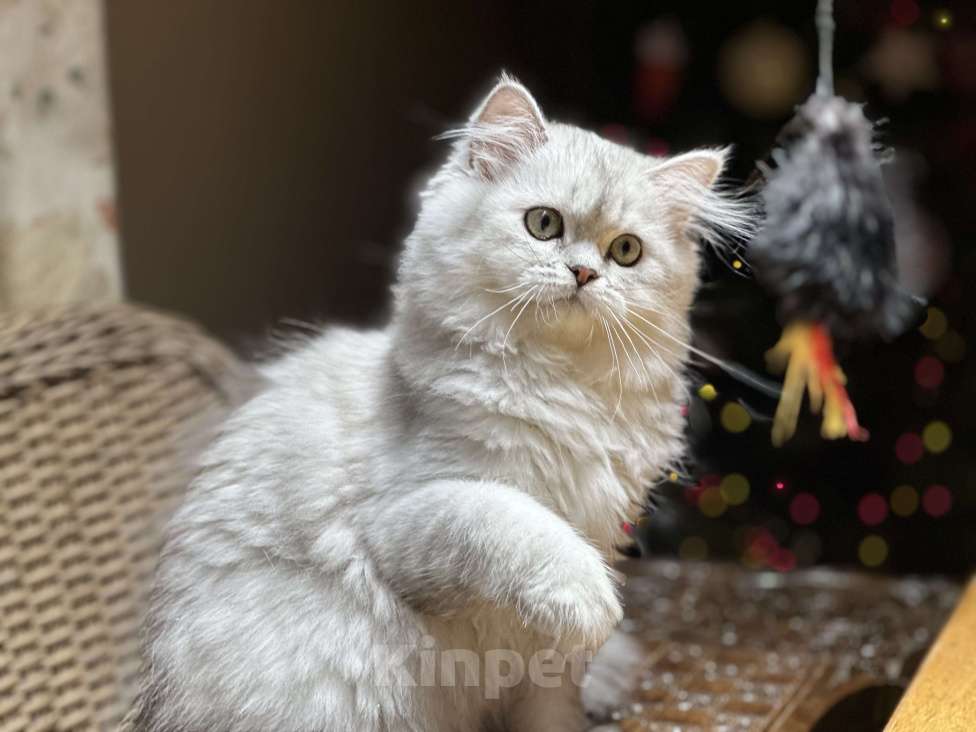 Кошки в Санкт-Петербурге: Скоттиш Хайленд страйт Девочка, 40 000 руб. - фото 2