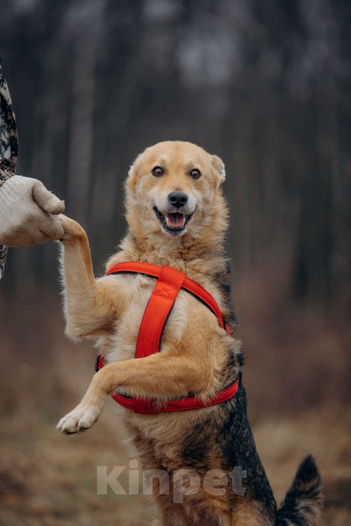Собаки в Москве: Девчонка-веселушка, позитив и искреннее счастье Девочка, Бесплатно - фото 1