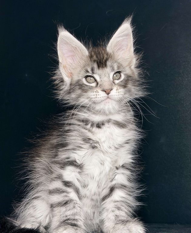 Кошки в других городах Московской области: Серебристая тигрулька Девочка, 30 000 руб. - фото 2