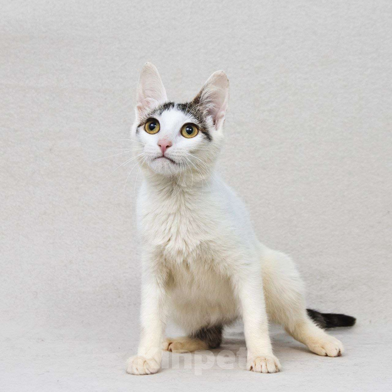 Кошки в Москве: Особенная Пенелопа ищет семью Девочка, Бесплатно - фото 6