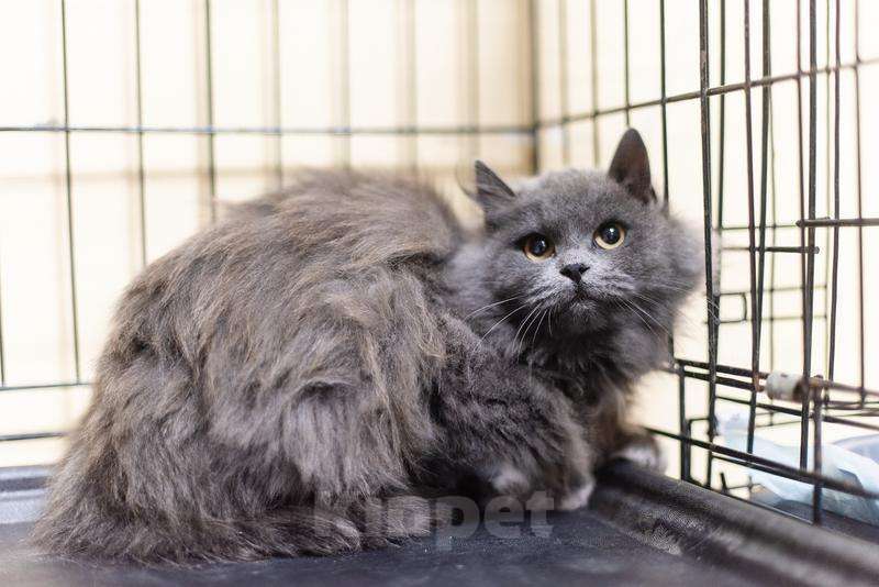 Кошки в Москве: Пушистая красавица Артемида в добрые руки. Девочка, Бесплатно - фото 4