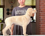 Собаки в Мытищах: Щенки салюки  Мальчик, 200 000 руб. - фото 4