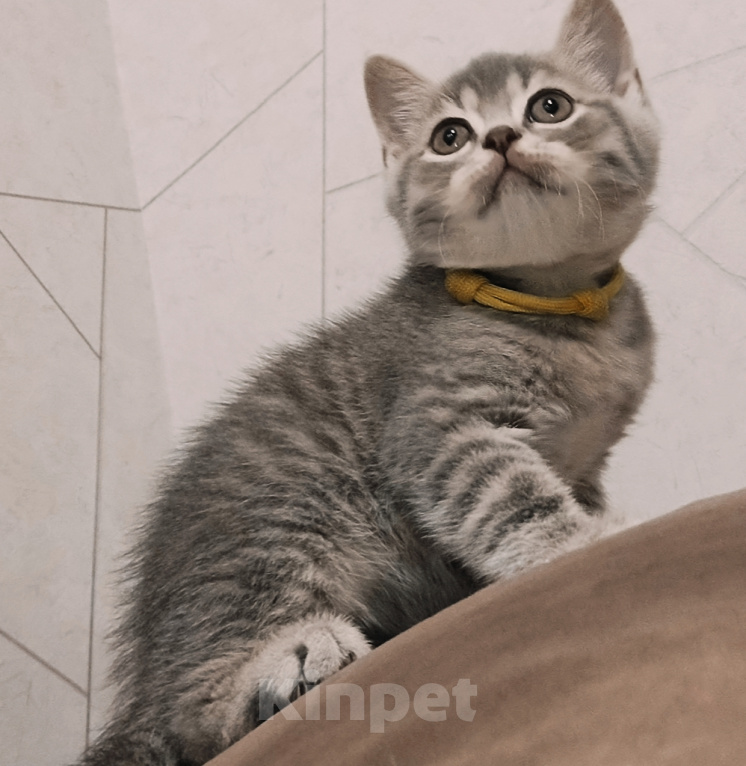 Кошки в других городах Краснодарского края: Прямоухий Шотландский мальчик Мальчик, 5 000 руб. - фото 2