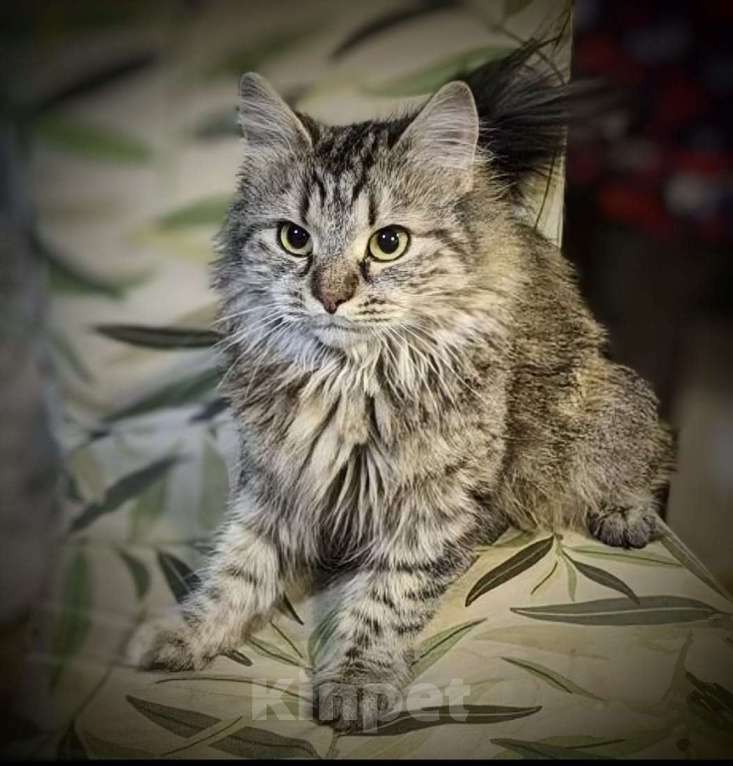 Кошки в Москве: Отдаем кошечку Бэмби в добрые руки. Девочка, Бесплатно - фото 4