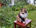 Кошки в Санкт-Петербурге: Красавица Клеопатра ищет дом Девочка, Бесплатно - фото 2