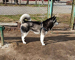 Собаки в Тюмени: Сибирский хаски вязка, 1 руб. - фото 3