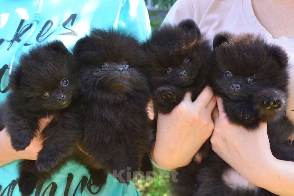 Собаки в Бийске: Щенки шпица Мальчик, Бесплатно - фото 2