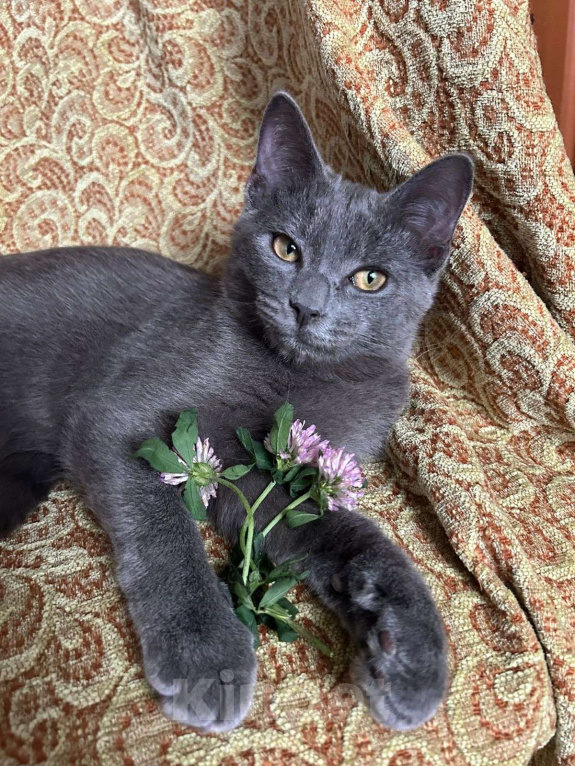 Кошки в Москве: Голубой котенок в добрые руки Мальчик, Бесплатно - фото 2