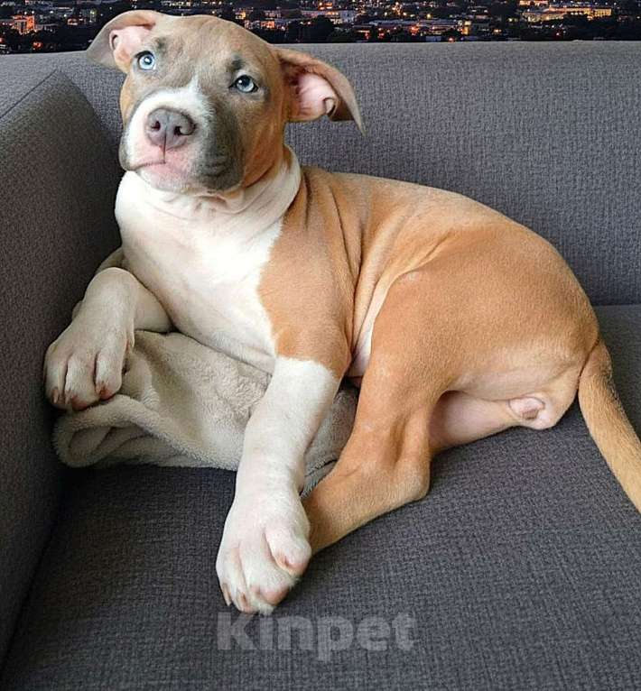 Собаки в Нижнеудинске: Щенки Американского Стаффордширского терьера Девочка, 35 000 руб. - фото 2
