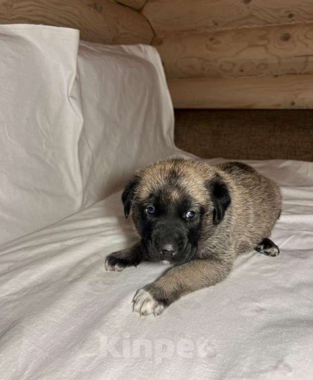 Собаки в Москве: Щенки Турецкого кангала Мальчик, 70 руб. - фото 6