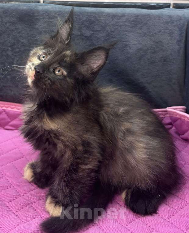 Кошки в Ростове-на-Дону: Девочка мейн-кун полидакт Мальчик, 25 000 руб. - фото 3