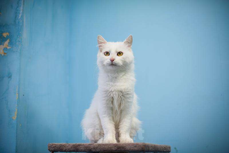 Кошки в Москве: Милая и ласковая Бэлла ищет дом Девочка, Бесплатно - фото 1