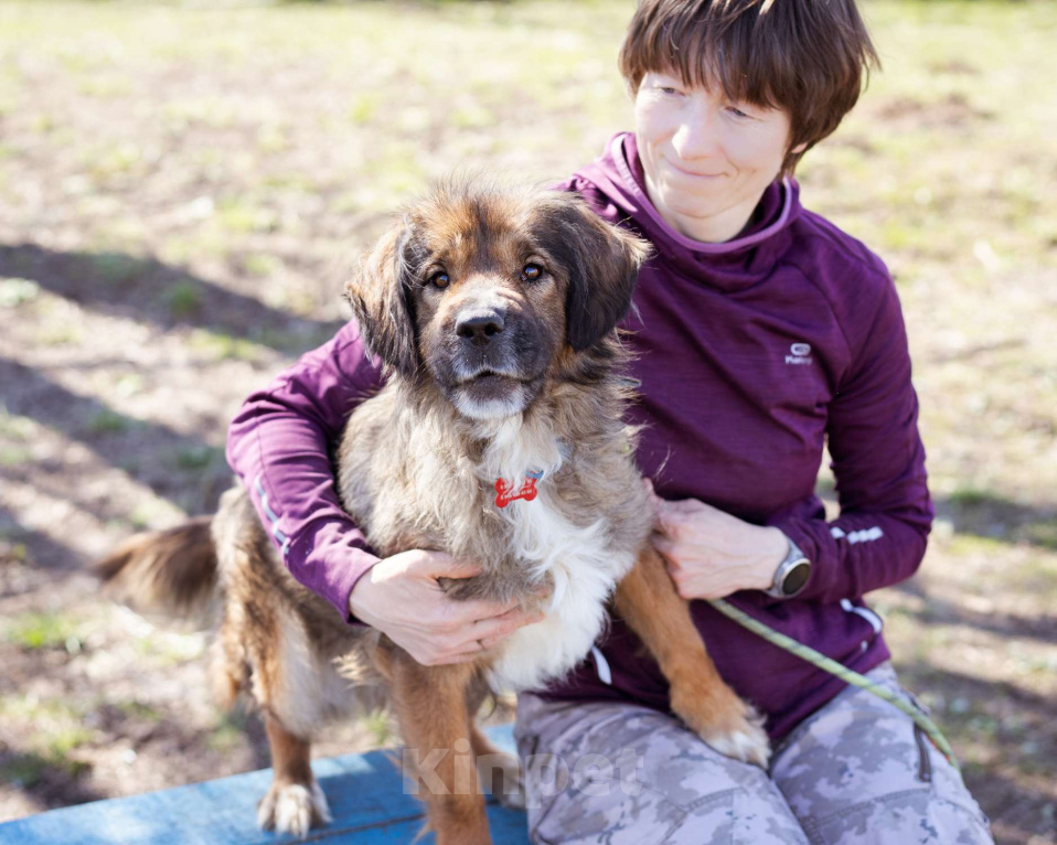 Собаки в Москве: Девочка в добрые руки Девочка, Бесплатно - фото 7