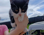 Кошки в других городах Ленинградской области: Котята в добрые руки Девочка, Бесплатно - фото 2