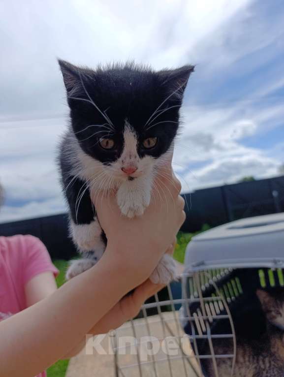Кошки в других городах Ленинградской области: Котята в добрые руки Девочка, Бесплатно - фото 2