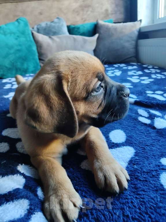 Собаки в других городах Краснодарского края: Кане-Корсо, щенок Девочка, 20 000 руб. - фото 3