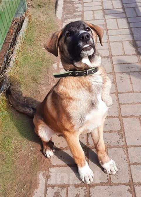 Собаки в Рязани: Мишка - воспитанный щенок-подросток Мальчик, Бесплатно - фото 2