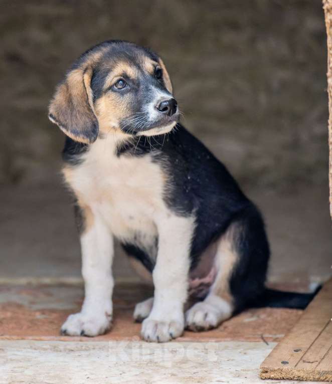 Собаки в Москве: Мэрси Мальчик, Бесплатно - фото 3