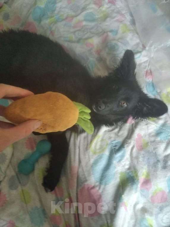 Собаки в Ореховом-Зуево: Щенок венгерской овчарки Ариша ждет хозяев Девочка, 2 000 руб. - фото 4