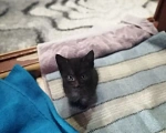 Кошки в Балашове: Котята в добрые руки Мальчик, Бесплатно - фото 4