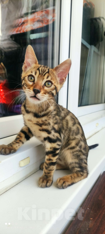 Кошки в Химках: Бенгальский котенок кот холодный Браун  Мальчик, 35 000 руб. - фото 2