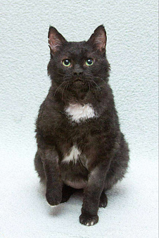 Кот который любит людей