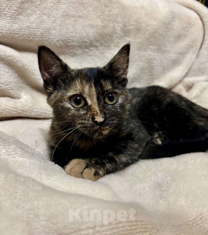 Кошки в Жуковском: Котенок очаровательная «черепашка» Девочка, Бесплатно - фото 9