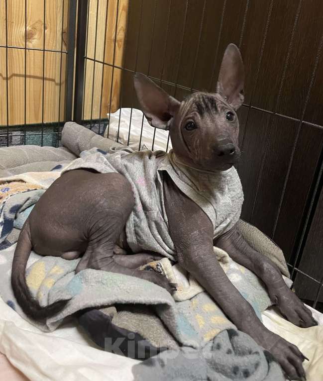 Собаки в Москве: Мексиканская голая собака среднего размера  Мальчик, 80 000 руб. - фото 4