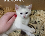 Кошки в других городах Московской области: Котенок Мальчик, Бесплатно - фото 1
