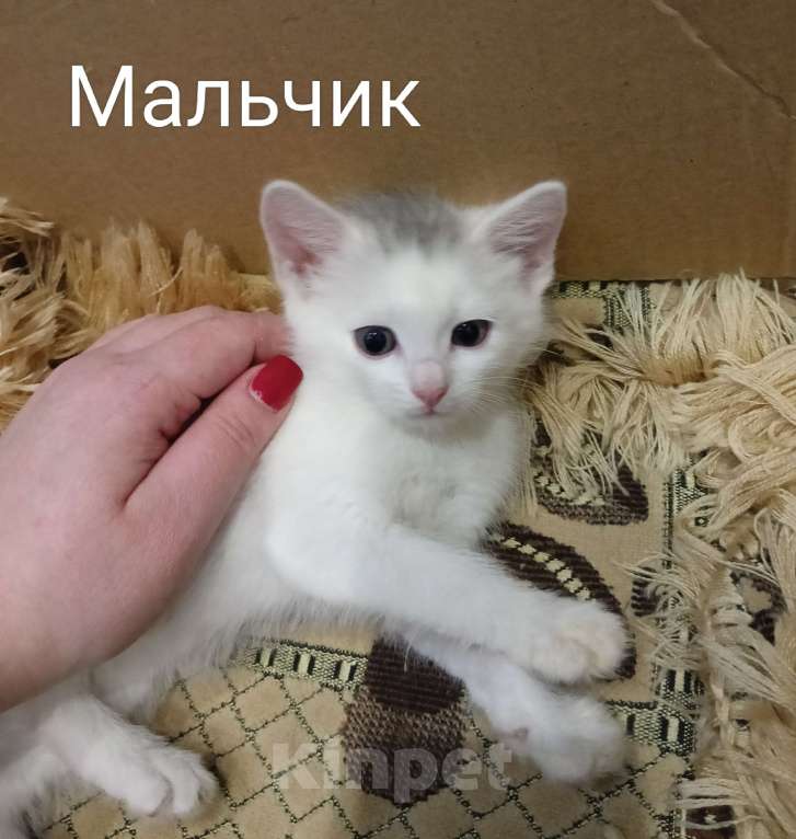 Кошки в других городах Московской области: Котенок Мальчик, Бесплатно - фото 1