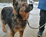Собаки в Электрогорске: Пес Димка, очень хочет стать домашним Мальчик, Бесплатно - фото 2