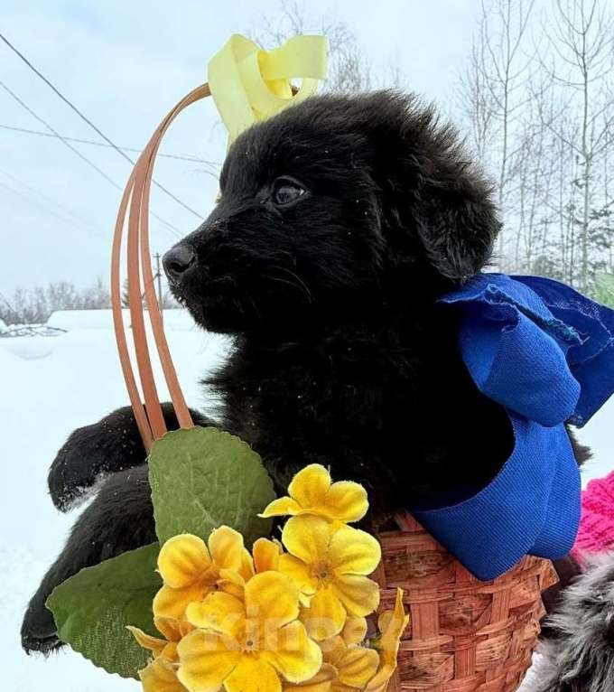 Собаки в Москве: Милый щенок Барни Мальчик, 1 руб. - фото 3