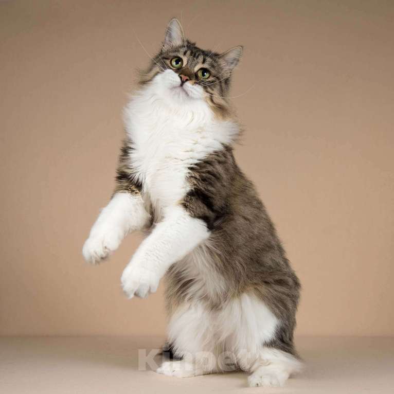 Кошки в Москве: Добрый ласковый богатырь кот Фунтик Мальчик, Бесплатно - фото 6