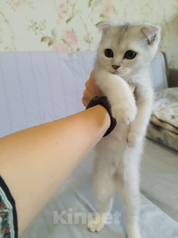 Кошки в Москве: Шотландские котята Девочка, 6 000 руб. - фото 1