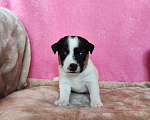 Собаки в Волгограде: Щенок Джек Рассел терьер  Мальчик, 20 000 руб. - фото 5